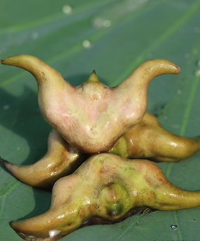 菱角提取物